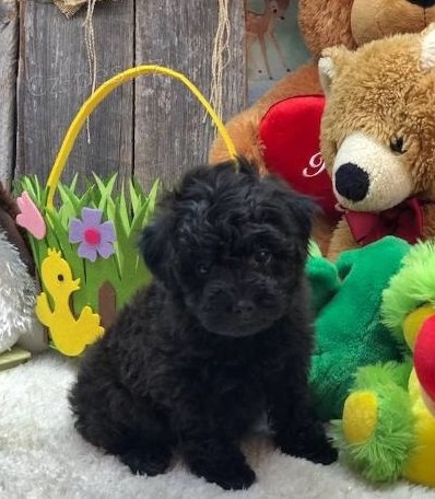 Kr�sn� �t���tka pudla