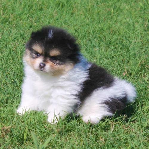 mini pomeransk�