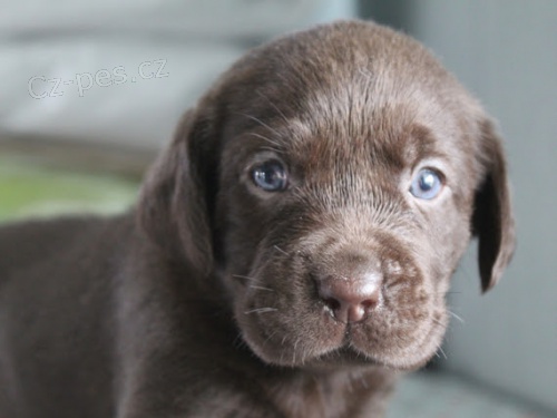  modr� �t��ata labradorsk�ho retr�vra