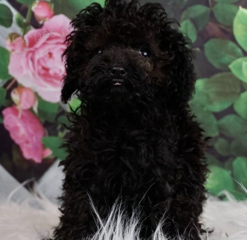 pudl� �t��ata