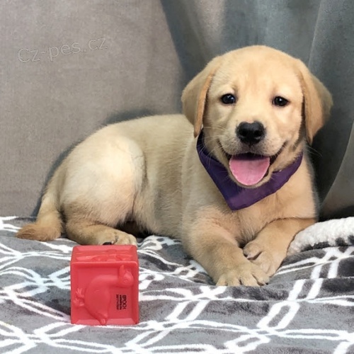 �t��ata labradorsk�ho retr�vra na prodej