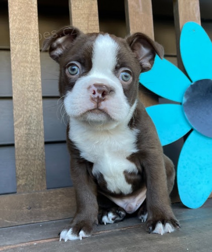 kr�sn� hn�d� bostonsk� teri�r