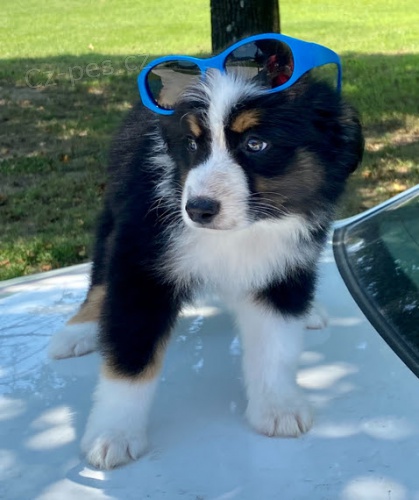 Rozko�n� �t��ata australsk�ho ov��ka na prodej.