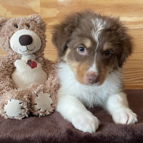 roztomil� �t���tka australsk�ho ov��ka na prodej.