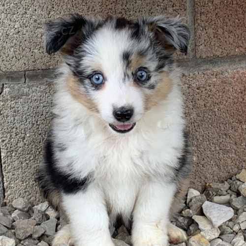 Australsk� ov��k �t��ata na prodej.