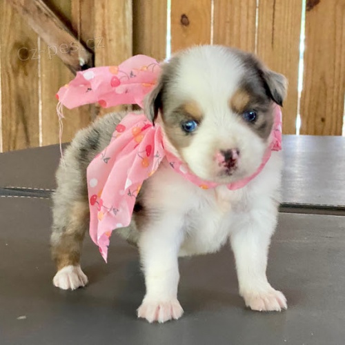 Australsk� ov��k �t��ata na prodej.