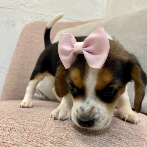 �t��ata t��barevn�ch b�gl�