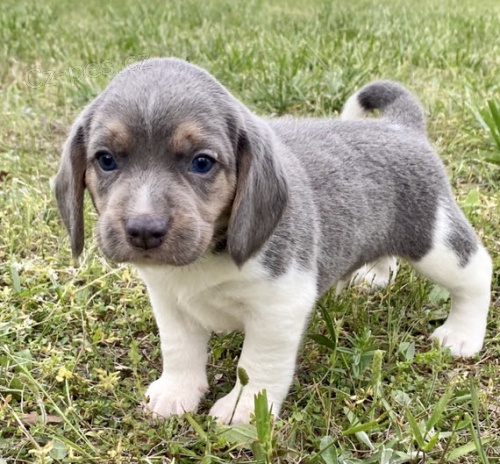 B�gl �t��ata