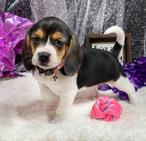 �t��ata t��barevn�ch beagl�