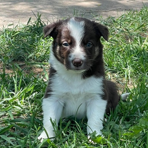 roztomil� �t���tka border kolie 