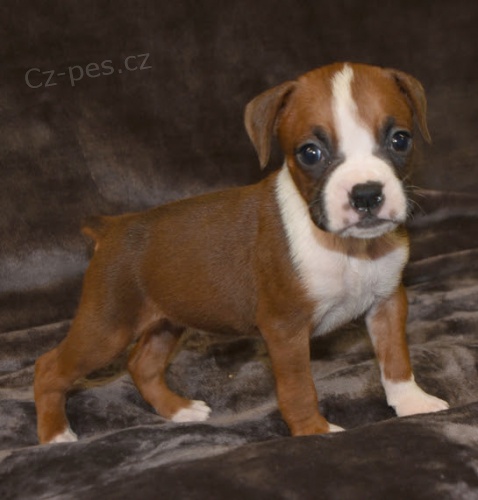 �t��ata boxera na prodej.