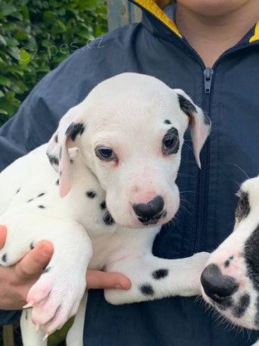 Kr�sn� a zdrav� o�kovan� dalmatsk� �t���tka k prodeji