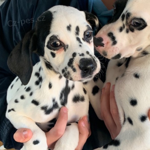Dalmatsk� �t���tka na prodej.