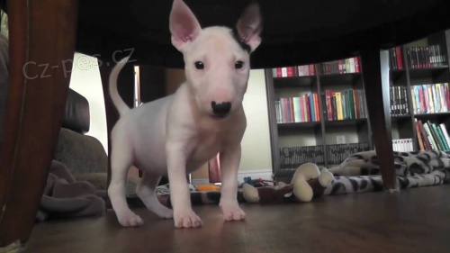 �t��ata anglick�ho bulteri�ra na prodej. 