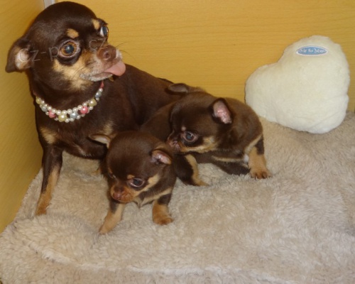 mini �t��ata �ivavy.