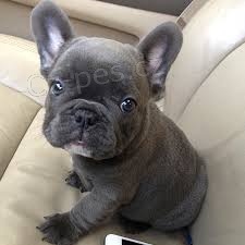 francouzsk� buldo�ek.!