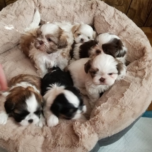 prodej kr�sn�ch hygienicky a soci�ln� vy�kolen�ch �t��at SHIH TZU