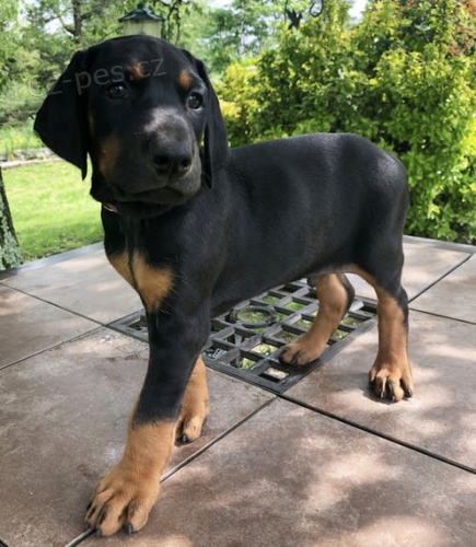 samec a samice kr�sn� �t��ata dobermana na prodej.