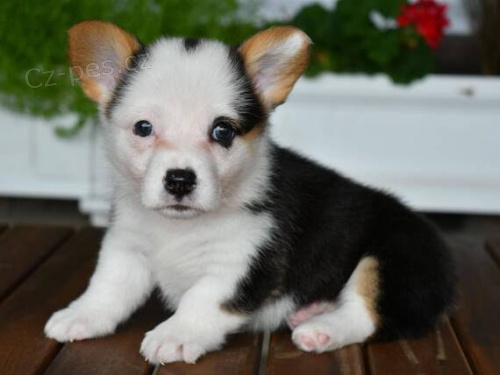 kr�sn� a rozko�n� Pembroke Welsh Corgi �t��ata �t��ata na prodej.