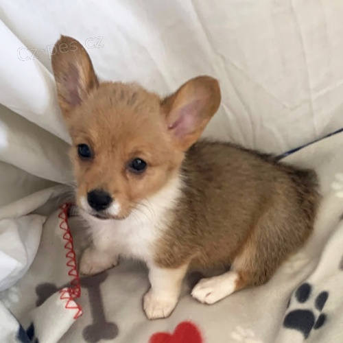 roztomil� �t��ata Pembroke Welsh Corgi Puppies na prodej.