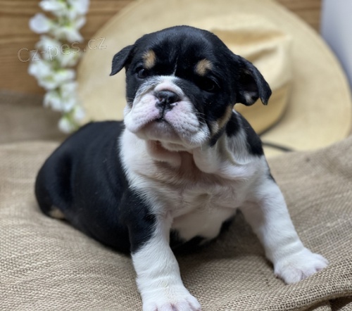 �t��ata anglick�ho buldoka 