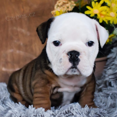 velkolep� FENA A PES �t��ata anglick�ho buldoka