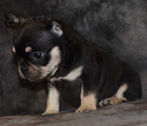 �t���tka francouzsk�ho buldo�ka na prodej.