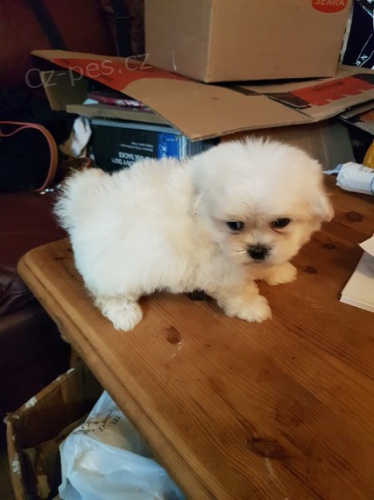 VAKCINOVAN� mini maltsk� �t��ata na prodej.