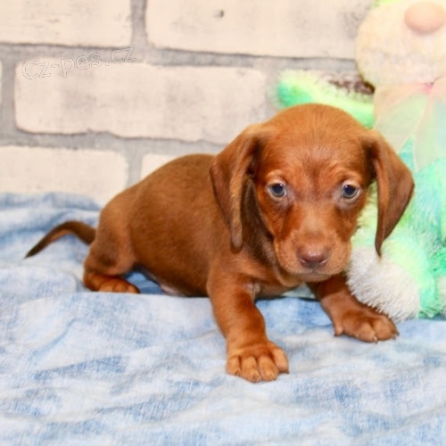 zdrav� kr�sn� �t��ata jezev��k� na prodej.