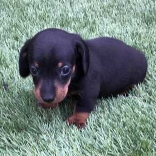 kr�sn� maltsk� �t���tka na prodej.