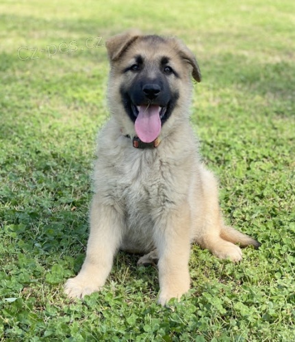 �t��ata n�meck�ho ov��ka na prodej.