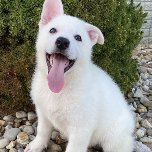 b�l� �t�n� n�meck�ho ov��ka na prodej.