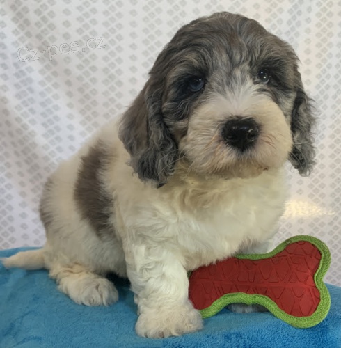 �t��ata Bernedoodle