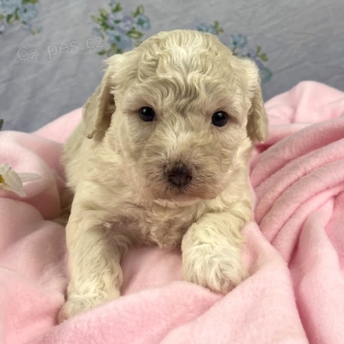 zdrav� a kr�sn� �t��ata bichon poo na prodej. 