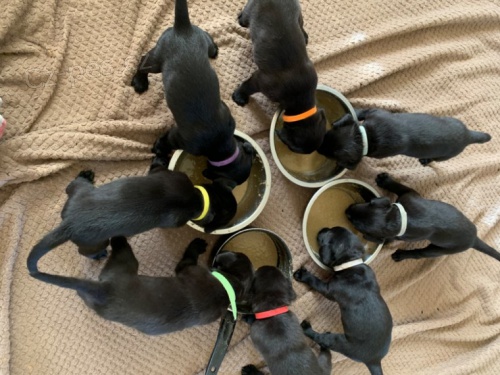 labradorsk� �t��ata k adopci