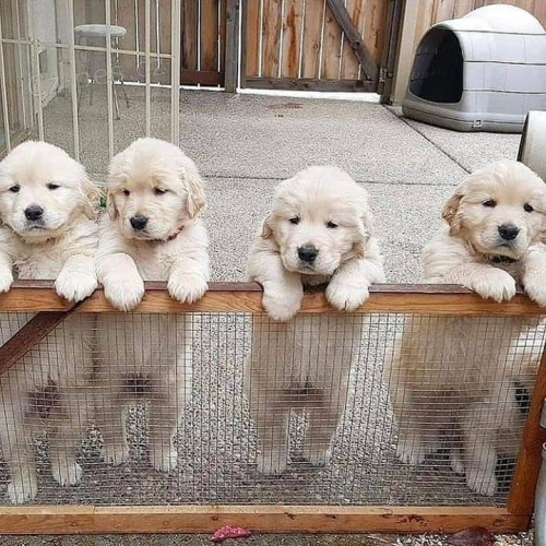 labradorsk� �t��ata k adopci