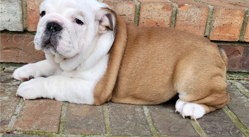 Rozko�n� �t��ata anglick�ho buldoka