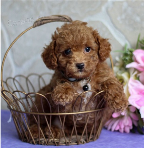 ROZKO�N� �T���TKA PUDLA