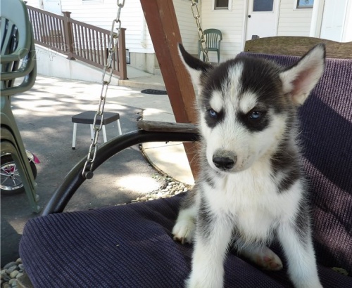 ROZKO�N� PES A SAMICE SIBIRSK�CH HUSKY �TENAT