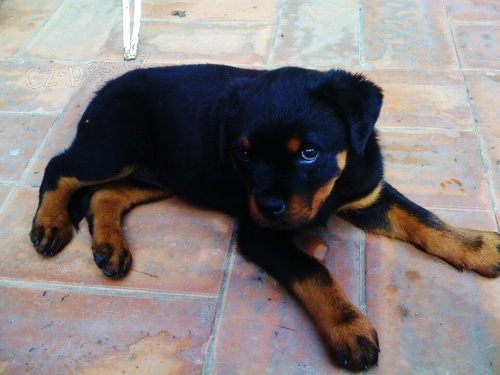 K DISPOZICI ROTTWEILER PES A FENA �TENAT K ADOPCI