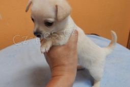 �IVAVA KRATKOSRSTA S PP