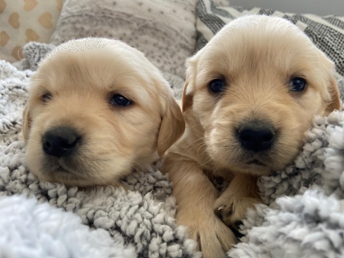 ڎASN� ZLAT� RETIVEROV� �T��ATA