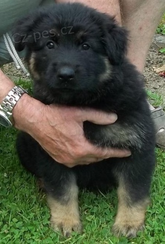 N�meck� ov��k