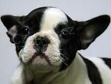 Velmi ��astn�, hrav�, rozko�n� a p��telsk� francouzsk� buldok �t��ata p�ipravena j�t na kr�sn� a sladk� domov jen pro dom�c� mazl��ky a p��e o d�ti.