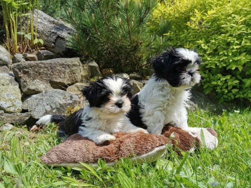 �t���tka shih-tzu s PP- Nab�dka
