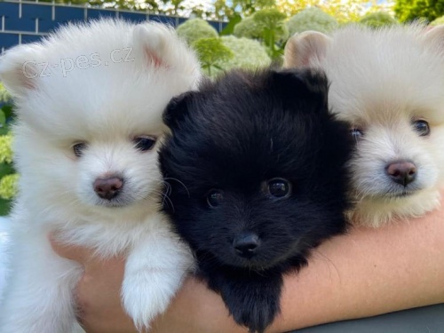 �t���tka Pomeranian- b�lo �ern� ~ Fene�ka