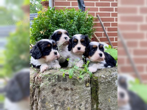 Mal� kaval�r king charles �t��ata