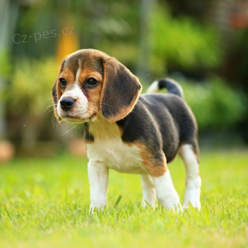 KR�SN� BEAGLE P�IPRAVEN K P�IJET�.