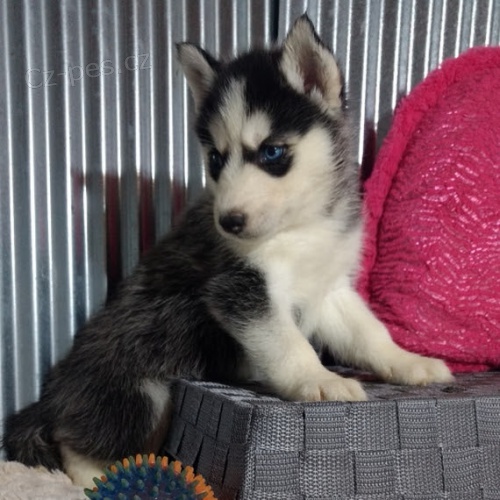 sibi�sk� husky �t��ata na prodej.