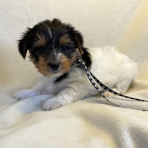 prodej kr�sn�ch o�kovan�ch �t���tek BIEWER.